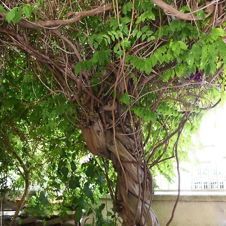 Al Vecchio Glicine Nocleg ze śniadaniem Torre Canne